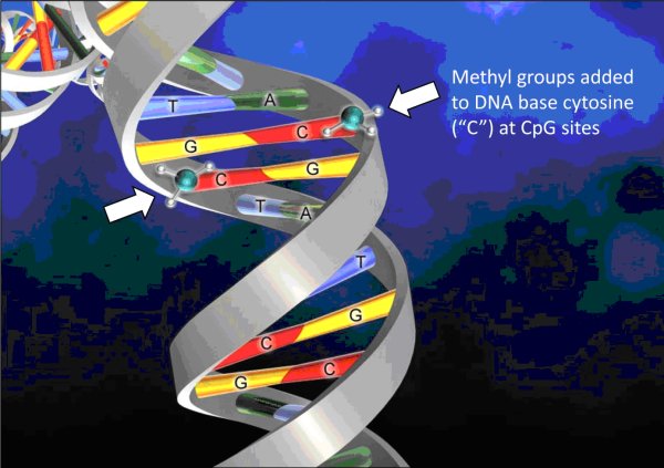 schéma méthylation ADN.jpg